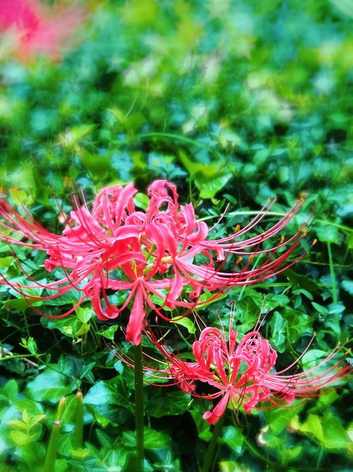 哪种花的花语代表孤寂的爱情？