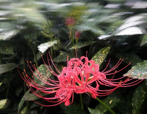 哪种花的花语代表孤寂的爱情？