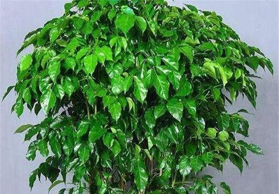 幸福树的花语有何寓意？