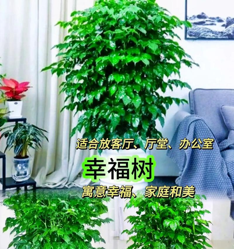 幸福树的花语有何寓意？