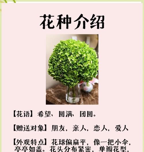 道具绣球花的花语有哪些？代表了什么？