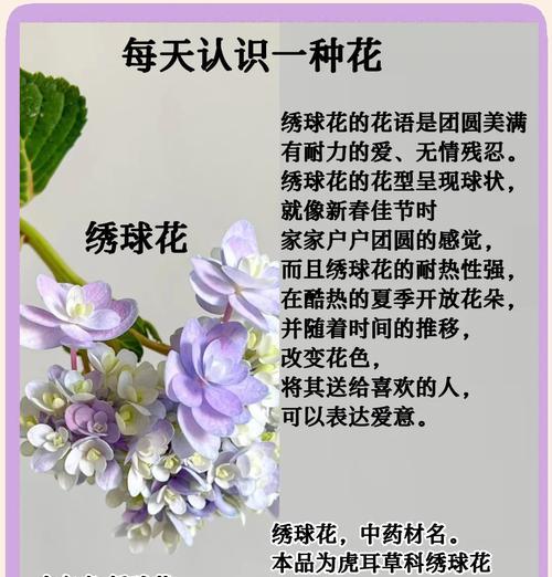 道具绣球花的花语有哪些？代表了什么？