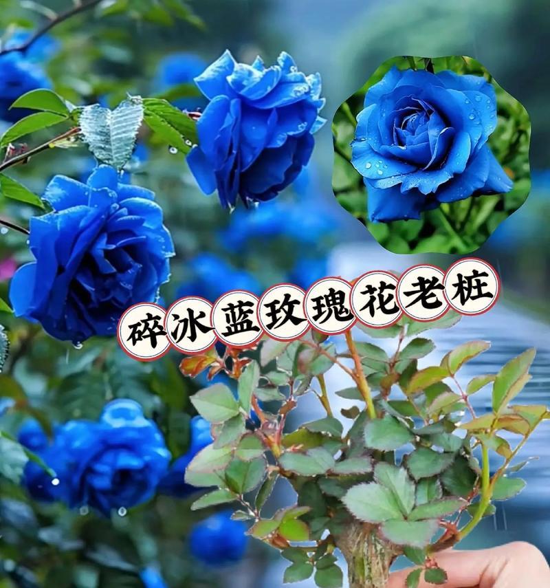 17枝玫瑰花传递了什么信息？它的花语有何特殊含义？