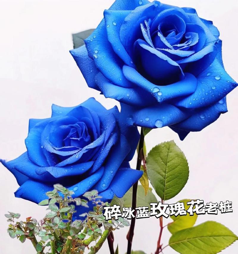 17枝玫瑰花传递了什么信息？它的花语有何特殊含义？
