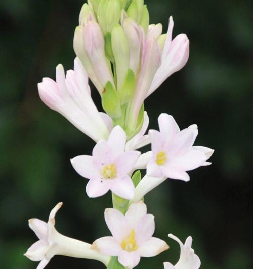 夜来香的花语代表什么？