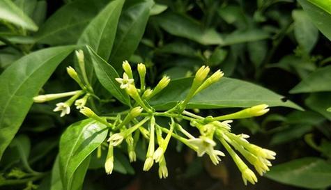 夜来香的花语代表什么？