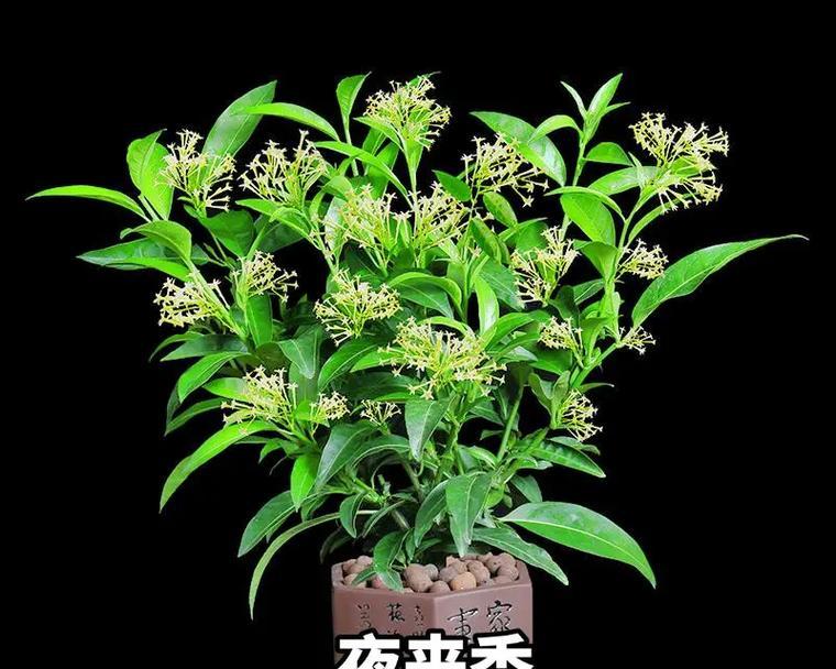 夜来香的花语代表什么？