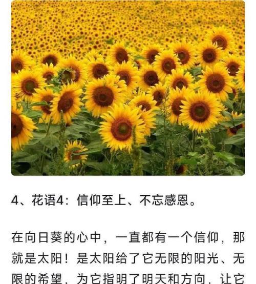 向日葵花语888代表了什么含义？