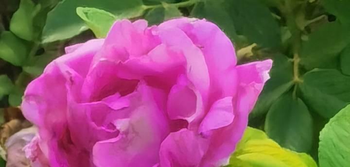 什么花的花语是自信？哪种花能表达出自信的力量？