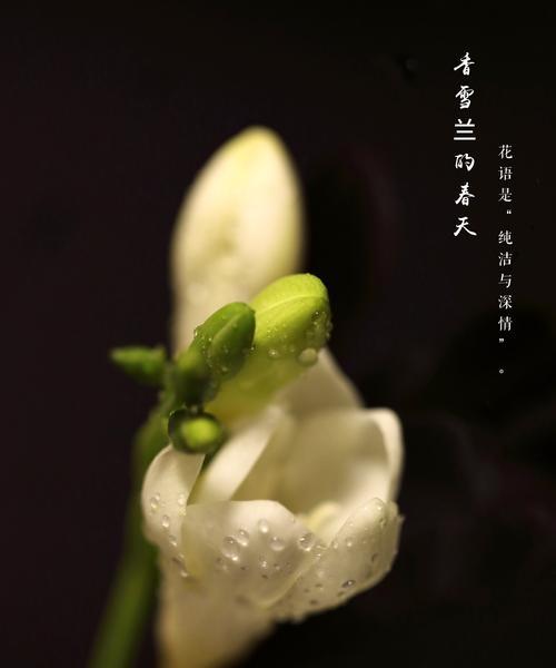 马来兰的花语和寓意是什么？这种花如何表达情感？
