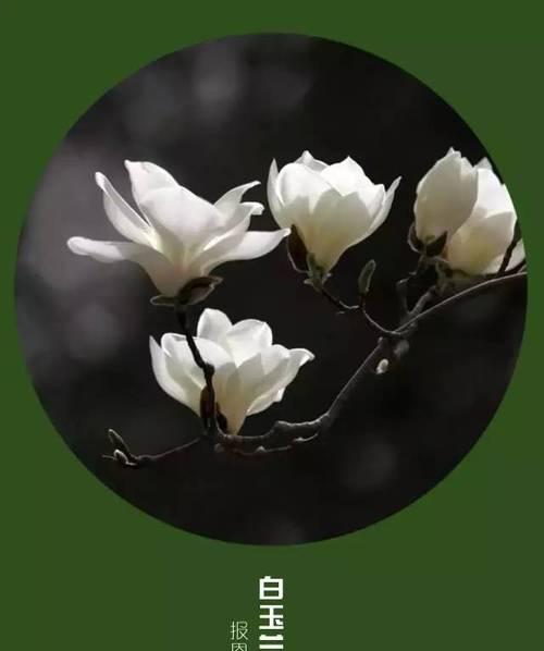 马来兰的花语和寓意是什么？这种花如何表达情感？