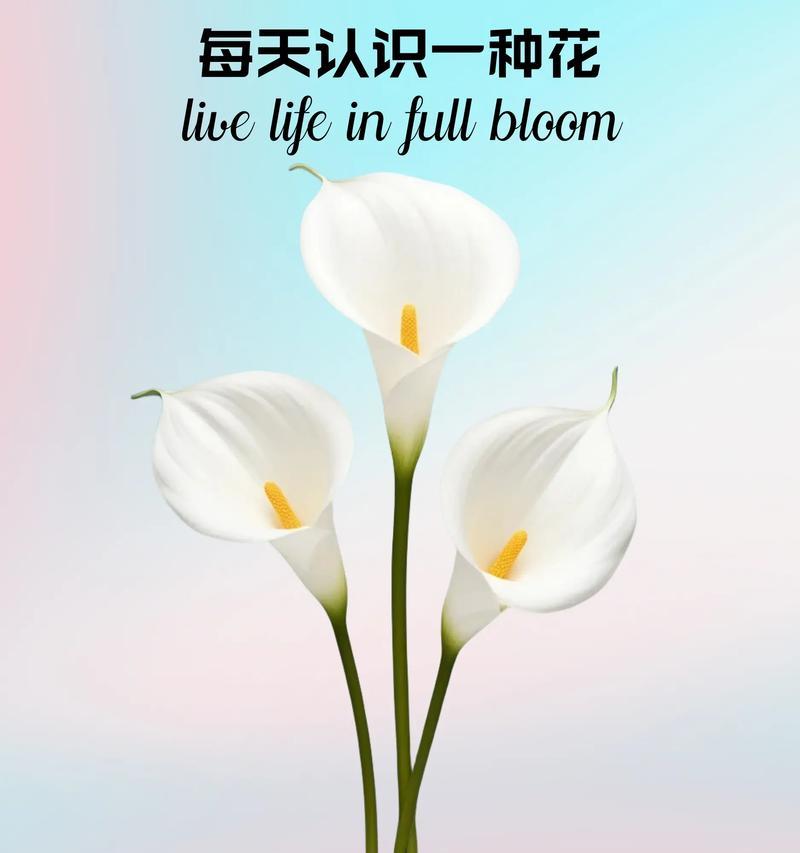 马来兰的花语和寓意是什么？这种花如何表达情感？