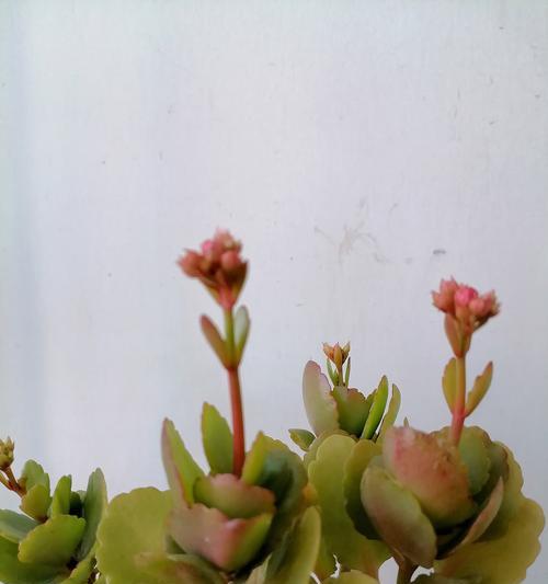 老人相关的花语有哪些？这些花语表达了什么意思？