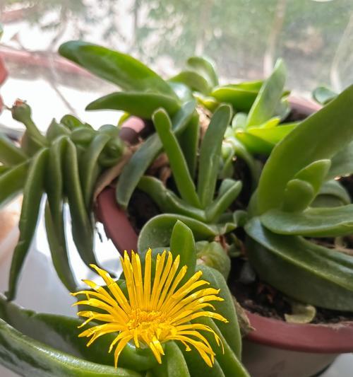 老人相关的花语有哪些？这些花语表达了什么意思？