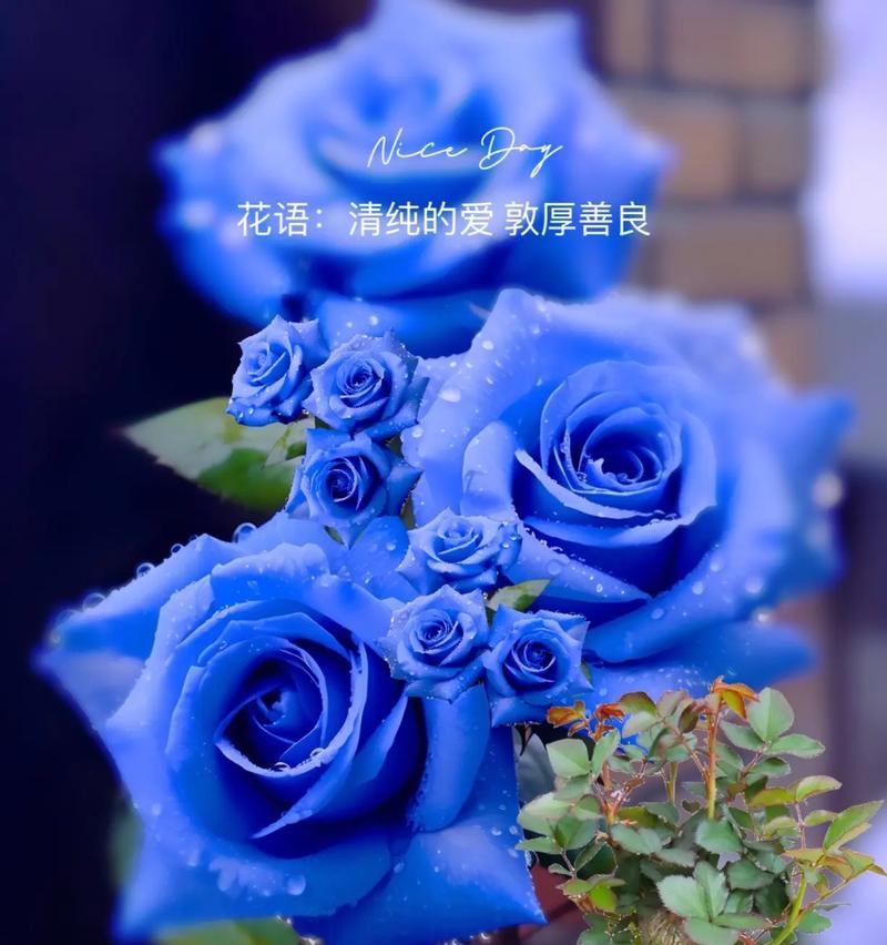 哪种花语代表了傲慢和傻傻的心情？