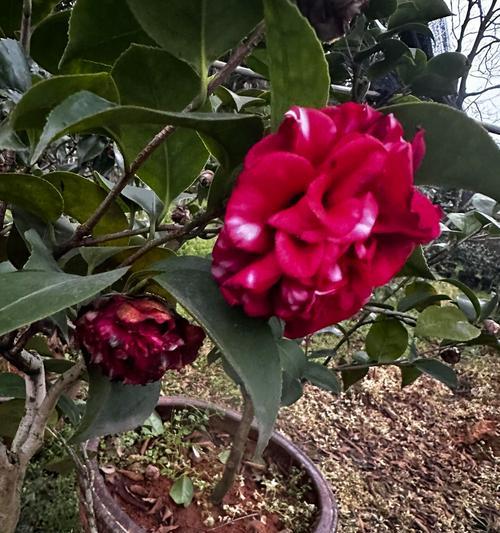 鼎和烂漫花语一样吗是什么？鼎与烂漫的花语有何异同？