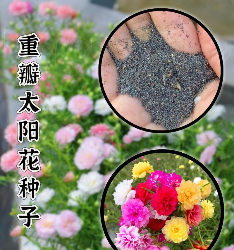 冬天里的阳光花语是什么？冬天阳光的寓意是什么？