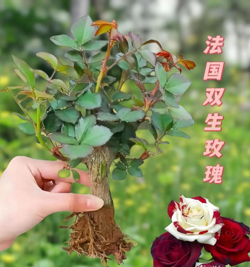 玫瑰花奉献的寓意如何表达？怎样写才能显得更美观？