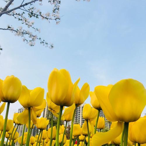 黄色郁金香的花语是什么？