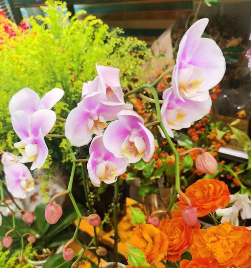 1月7日兰花花语与生肖有何关联？