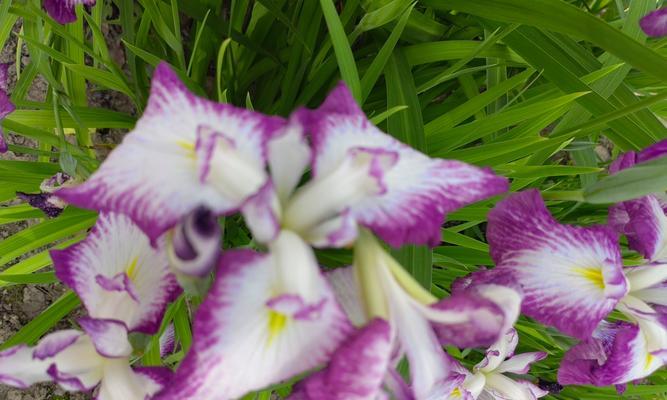 1月7日兰花花语与生肖有何关联？