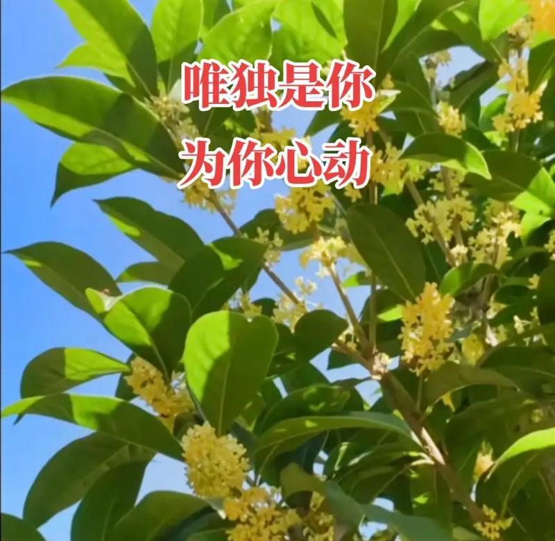 道具心动的花语有何特别之处？