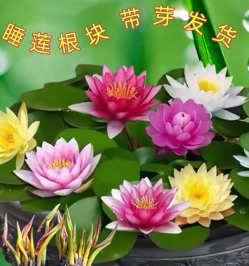 哪些花语适合用来夸赞他人？