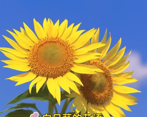 哪些花语适合用来夸赞他人？