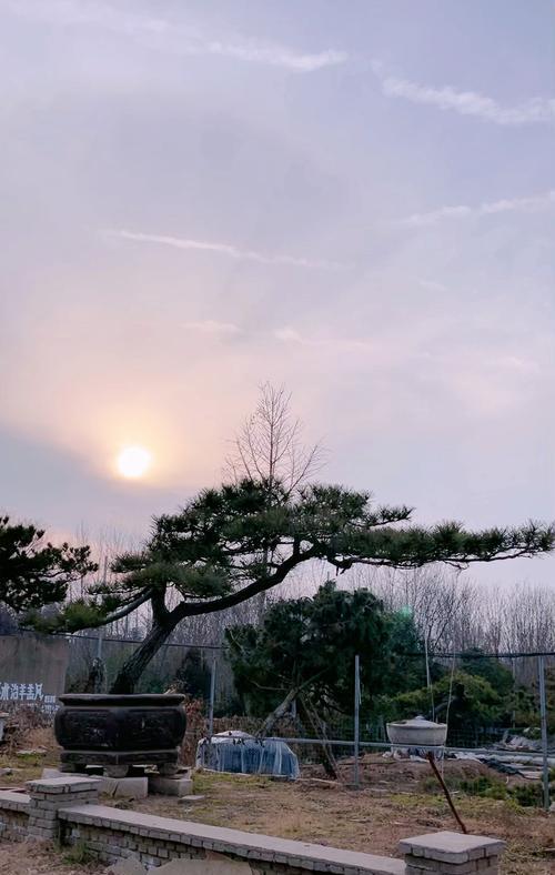 九重紫的花语能表达哪些情感？