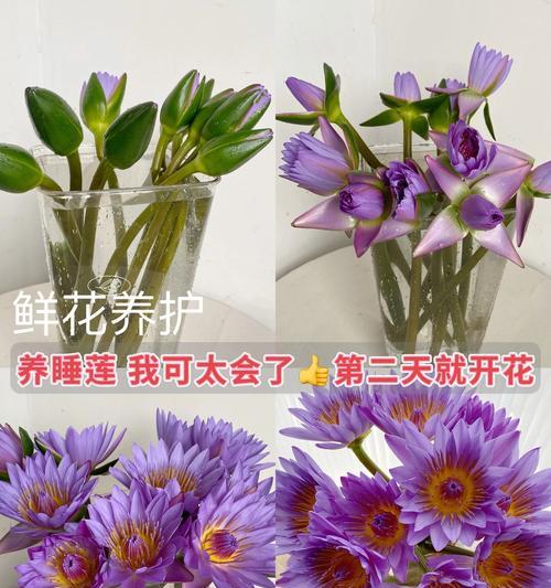 托育的花语含义是什么？如何选择合适的鲜花表达？