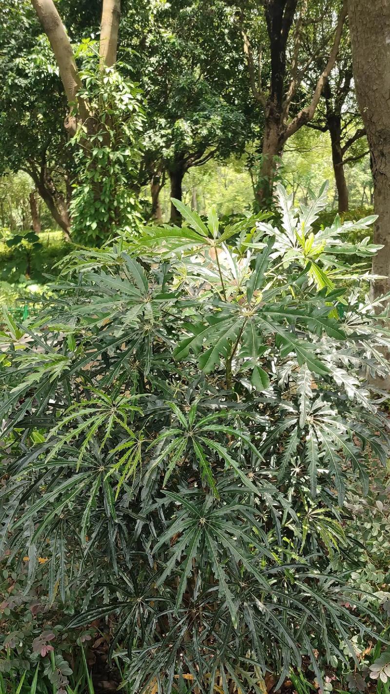 塞林木的花语是什么意思？塞林木寓意有何特别之处？