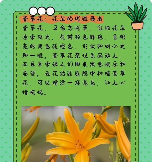 菜篮花的花语有何含义？它传递了哪些信息？