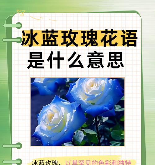 雪人玫瑰代表什么含义？