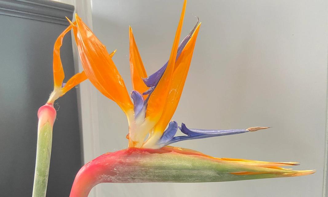 鸟香花语下一句是什么？鸟香花语的完整含义是什么？