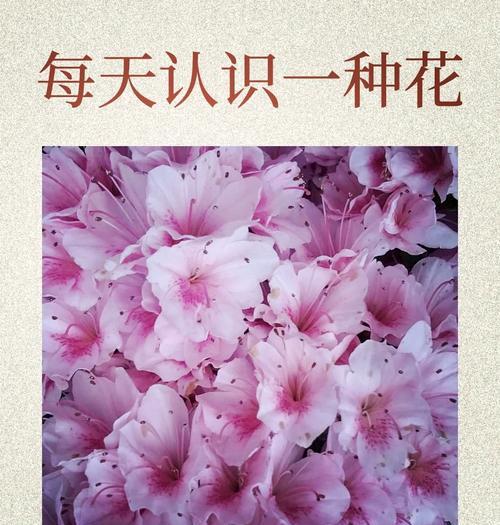 哪种花的花语代表了对方的美丽？