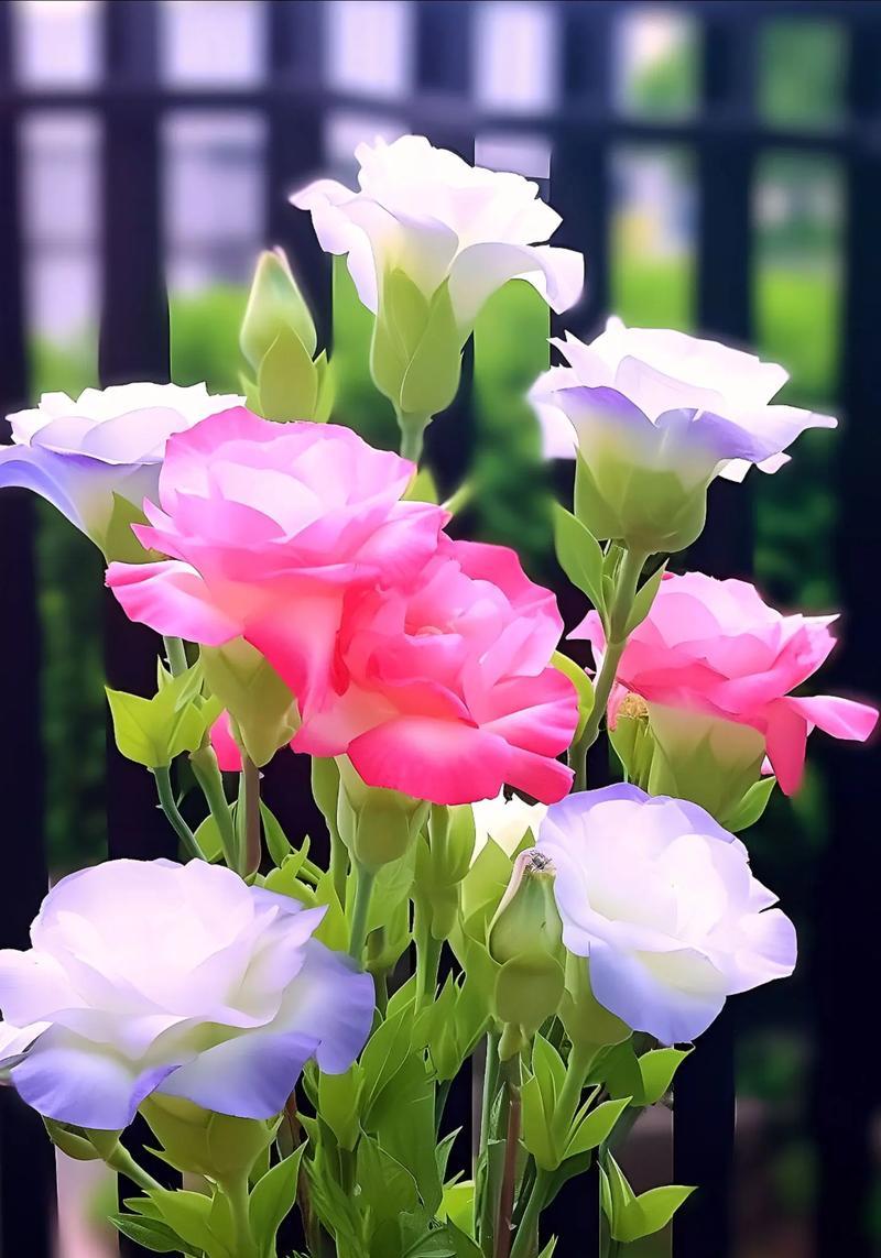 哪种花的花语代表了对方的美丽？