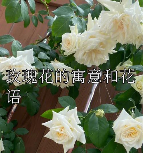 玫瑰花的花语和寓意是什么？