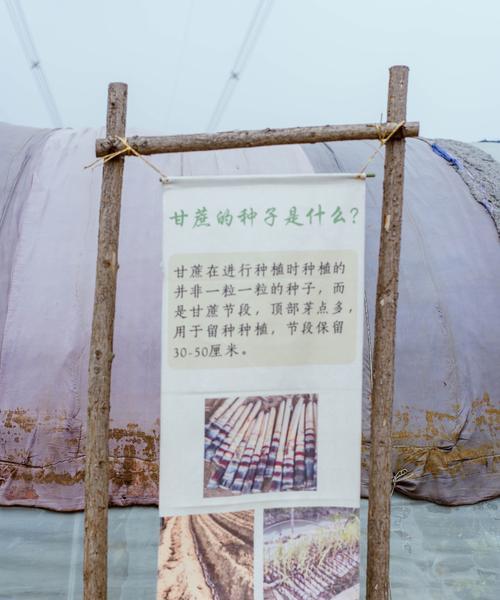 送甘蔗的花语代表什么？它在花语中有什么特别含义？