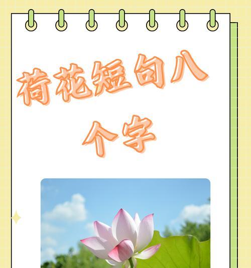 荷花的花语有哪些含义？
