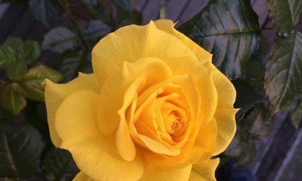 母亲节送黄玫瑰花有何深意？黄玫瑰花的花语代表了什么？