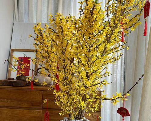 连翘花的花语是什么？寸寸金花语有何特别之处？