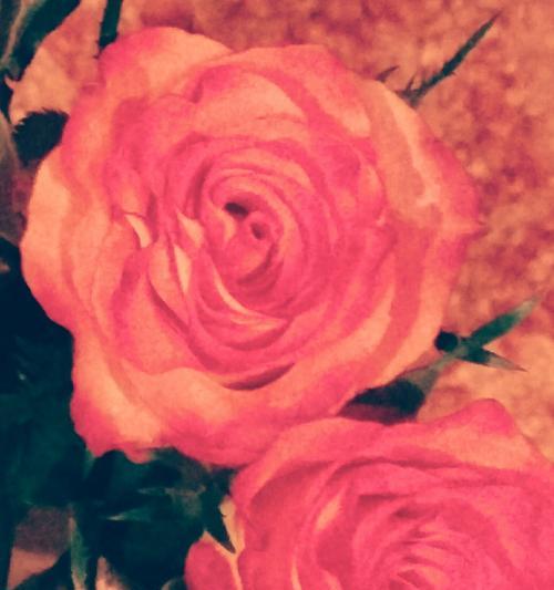 赠送谢菲尔德的玫瑰花代表什么？谢菲尔德玫瑰花有何特殊含义？