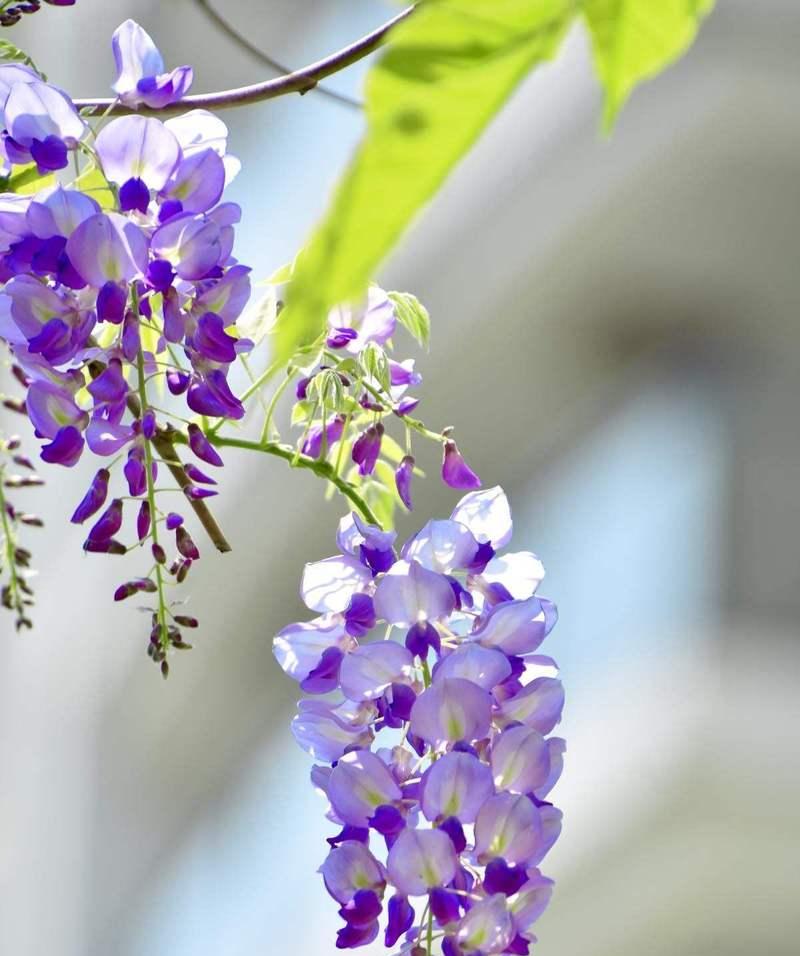 什么花的花语是执着？哪种花象征着坚持不懈？