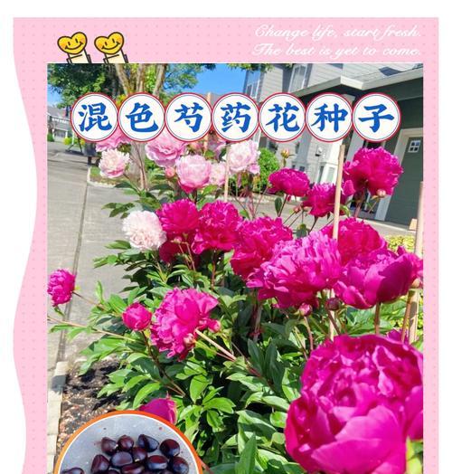 不同颜色芍药的花语有何不同？原因是什么？