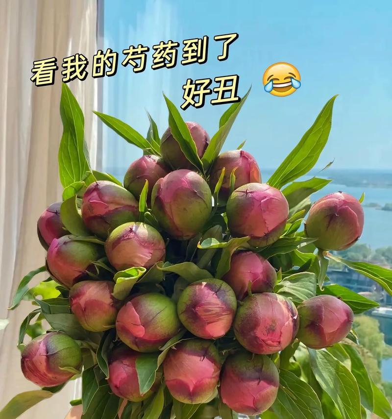 不同颜色芍药的花语有何不同？原因是什么？