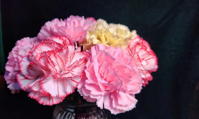 青梅花束的寓意与花语有何特别之处？