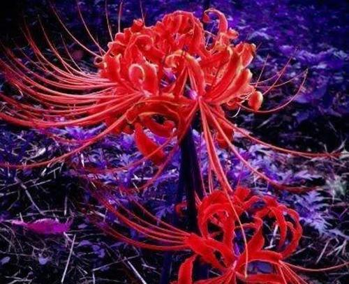 哪种花的花语是“致死比喻”？它代表了什么？