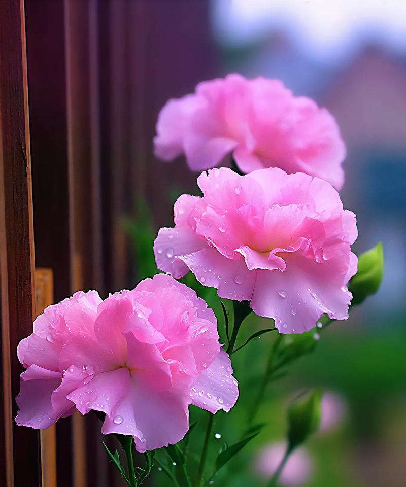 哪种花的花语是“致死比喻”？它代表了什么？