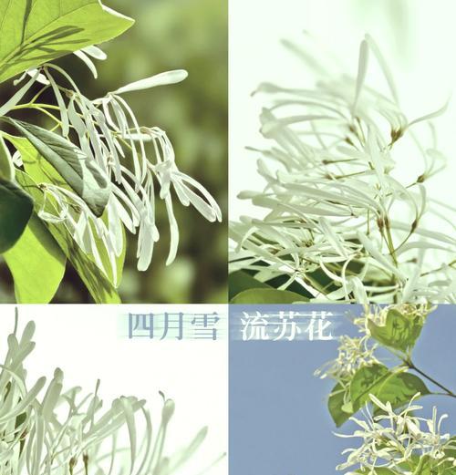 哪种花的花语是“致死比喻”？它代表了什么？