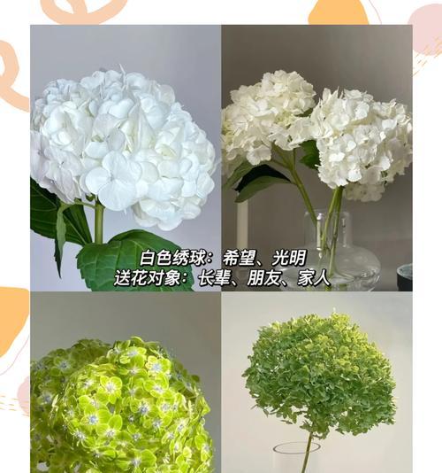 哪种花的花语象征着年轻和活力？